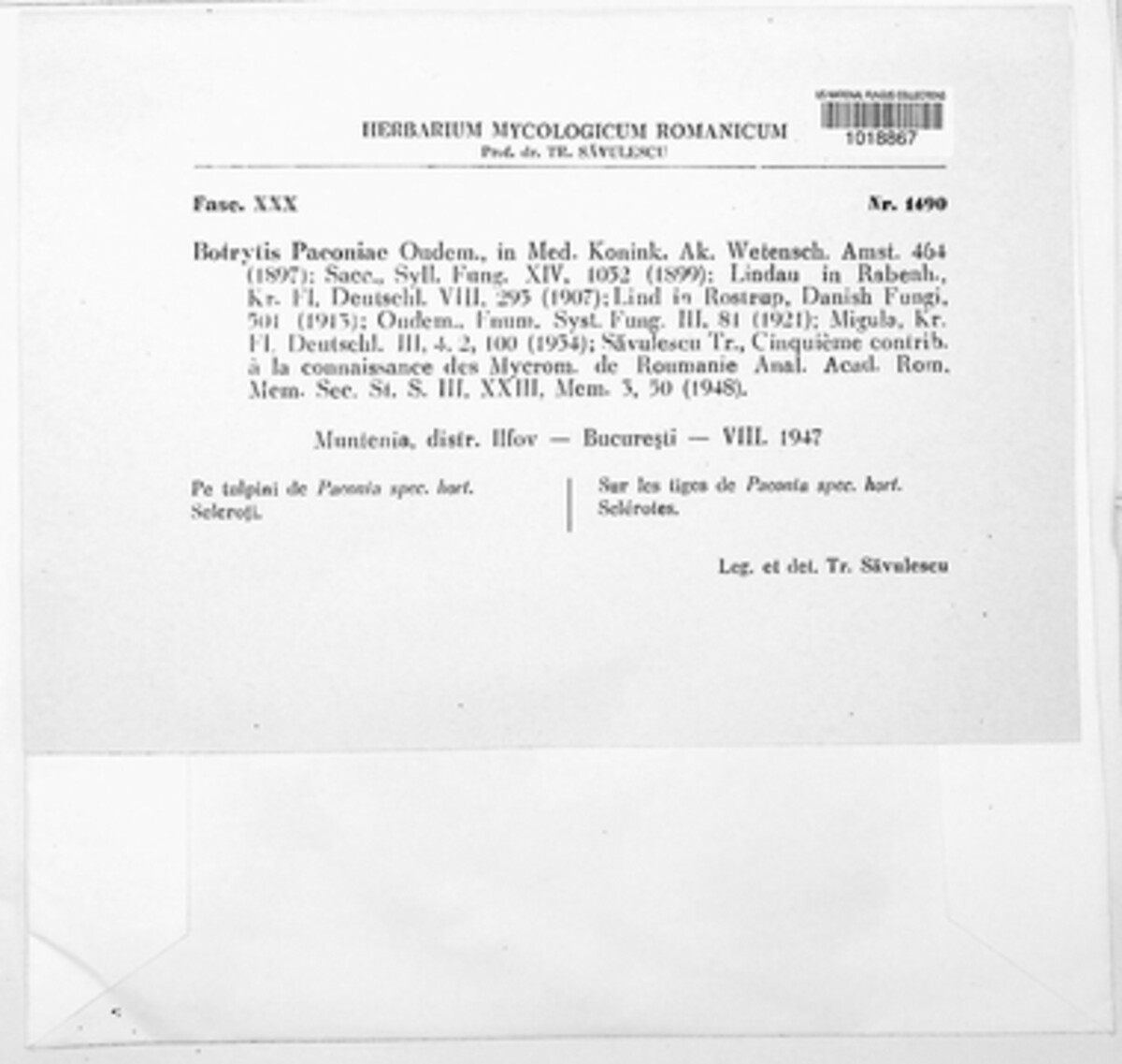 Botrytis paeoniae image